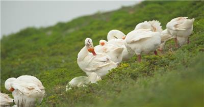 天然喂养散养土鹅大白鹅老鹅
