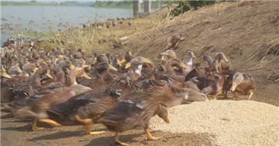 一大群散养土鸭子饭点吃稻谷