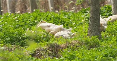 春天散养鸭子在树林里觅食