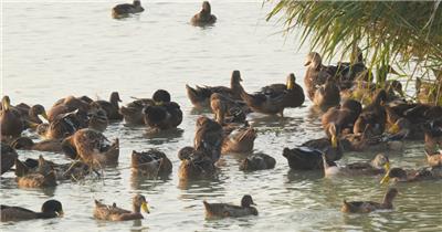 散养老鸭子土鸭麻鸭升格慢镜头