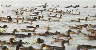 乡村天然河道散养土鸭子老鸭