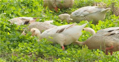 天然散养鸭子麻鸭番鸭觅食