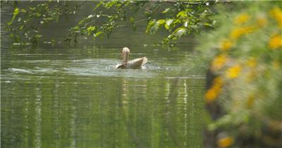 农村散养鸭子在池塘里洗澡