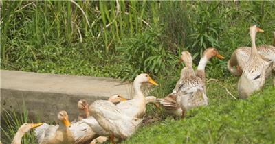 散养鸭子土鸭上岸打理羽毛