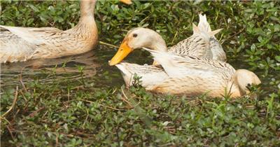 天然喂养散养鸭子土鸭觅食