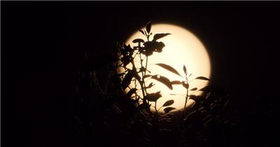 深夜晚凄美的月亮树叶剪影