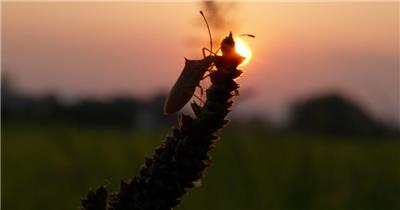 农村田野日落太阳夕阳昆虫剪影