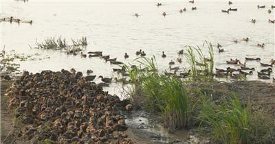 农村清晨散养鸭子吃水稻谷米