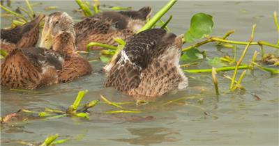 散养土鸭子戏水游泳潜水觅食