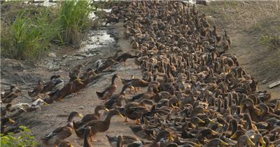 农村正宗土鸭傍晚喂食水稻谷米