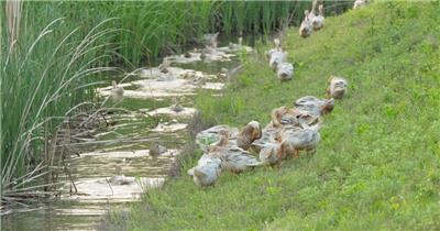 傍晚农村散养鸭子打理羽毛