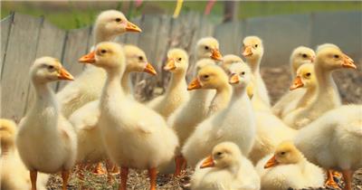 一群可爱的刚出生的小鹅苗