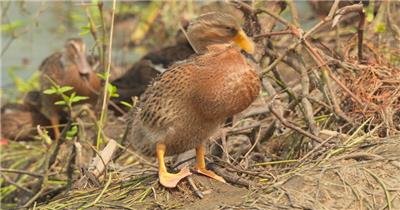 纯天然散养土鸭子麻鸭白条鸭
