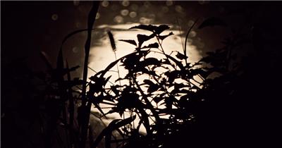 夜晚水面月亮倒影水中月唯美