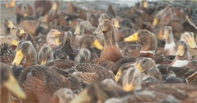 天然喂养散养鸭子吃水稻谷大米