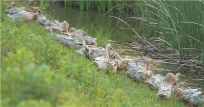 农村天然散养鸭子麻鸭土鸭