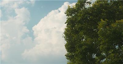 夏天蓝天白云绿树微风静谧