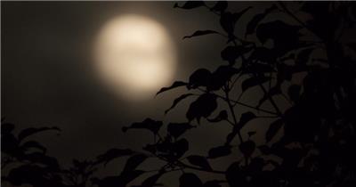 深夜晚树叶月亮剪影唯美天空