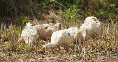 农村散养鸭子土鸭在稻田觅食