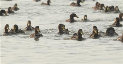 秋天天然河道散养老鸭子土鸭