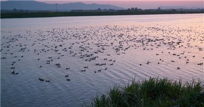 傍晚黄昏小河里一群鸭子唯美