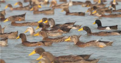 正宗散养土鸭老鸭子河里游泳