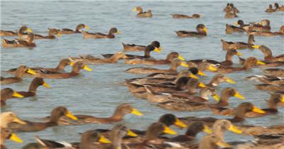 一大群成群结队散养土鸭老鸭子