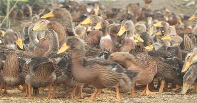 农村天然散养鸭子吃水稻米