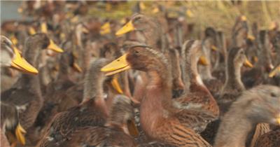 农村一大群散养鸭子土鸭麻鸭