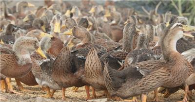 正宗散养土鸭子吃稻米稻谷