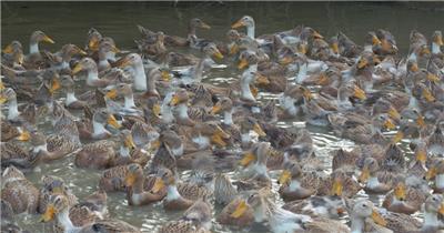 散养天然喂养鸭子土鸭麻鸭