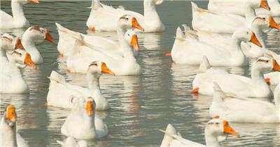 农村天然散养大白鹅土鹅老鹅