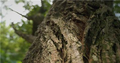 春天潮湿树林树干纹理微距