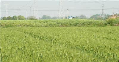 农村小麦田野麦穗麦浪大风天