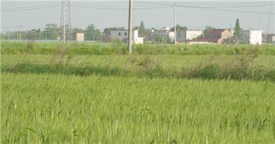 农村庄小麦穗麦芒麦浪刮风