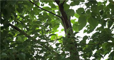 树林森林雨林下雨树叶树干
