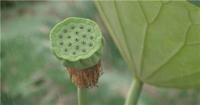 夏天下雨中荷叶莲蓬莲子唯美