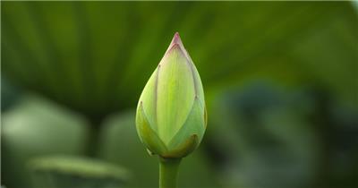 小荷才露尖尖角荷花蕾微距特写