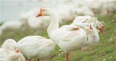 农村天然喂养散养大鹅土鹅