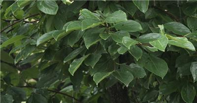 下雨瓢泼倾盆大雨树叶柿子树