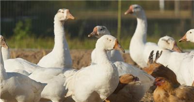 农村乡村散养鸡鸭鹅家禽三农