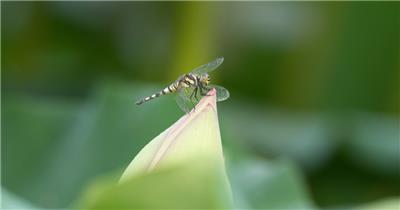 一只蓝额疏脉蜻蜓落在荷花上