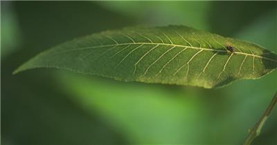 春天傍晚阳光洒在树叶上昆虫