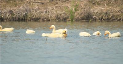 刚出生的散养小绒鹅在池塘觅食