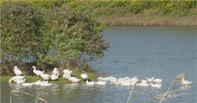 农村散养大白鹅土鹅池塘湿地