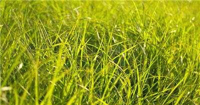 清晨阳光洒在小草上草丛唯美