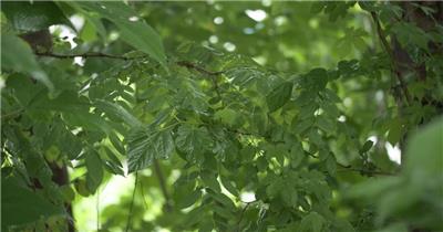 下雨热带雨林森林树林树叶