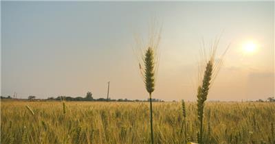 田野金黄色小麦穗麦芒太阳夕阳