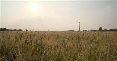 秋天农村田野阳光洒在小麦上