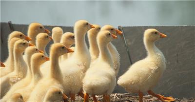 刚出生的小鹅苗小绒鹅上岸抖水